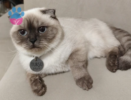 Scotish Fold Black Point NS33 1,5 yaşında dişi