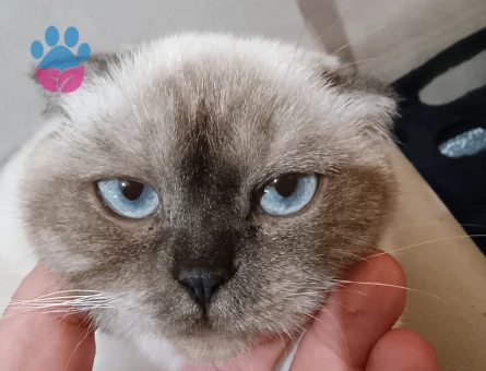 Scotish Fold Black Point NS33 1,5 yaşında dişi