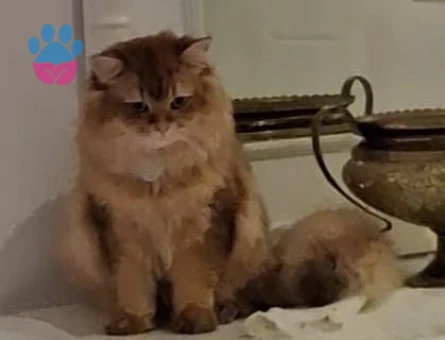 Oğluma eş arıyorumm