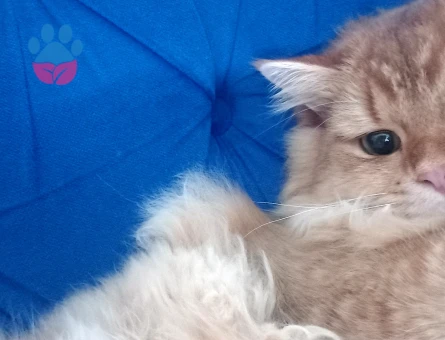 Oğluma eş arıyorumm