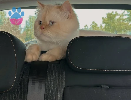 Maine Coon Leo Eş Arıyor