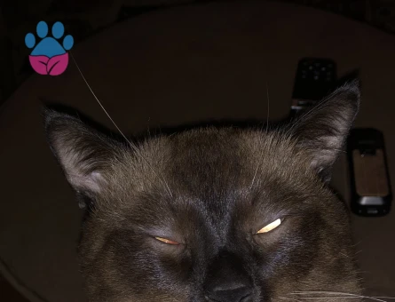 Siyam 1 Yaşında Oğluma Eş Arıyorum