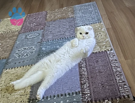 Scottish Fold 2 Yaşında Eş Arıyoruz