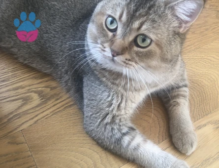 British Shorthair Cedric Eş Arıyor Kızgınlıkta