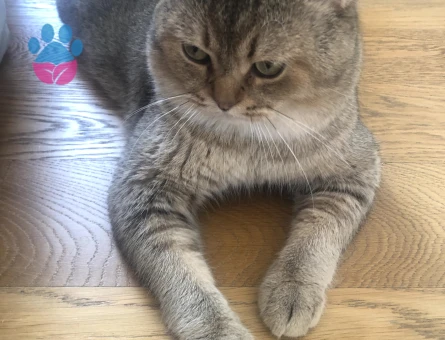 British Shorthair Cedric Eş Arıyor Kızgınlıkta