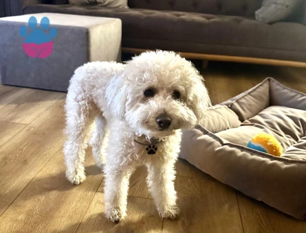 Toy Poodle Rio Eş Arıyor