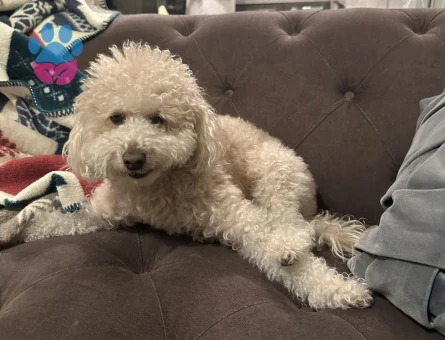 Toy Poodle Rio Eş Arıyor