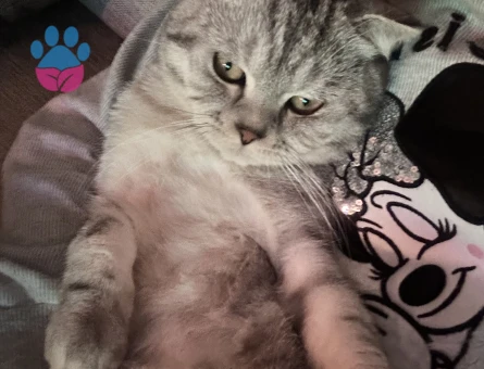 British shorthair 9 Aylık Eş Arıyor