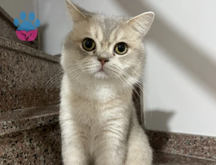 Oğlumuza eş arıyoruz