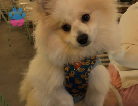 Erkek pomerianıma eş arıyoruz