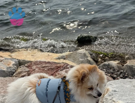 Erkek pomerianıma eş arıyoruz