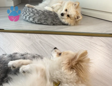 Erkek pomerianıma eş arıyoruz