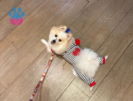 Erkek pomerianıma eş arıyoruz