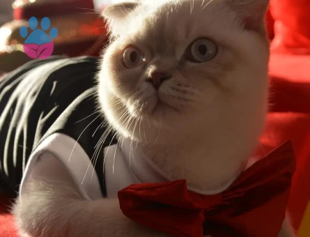 Scottish Fold Oğlumuza British Eş Arıyoruz