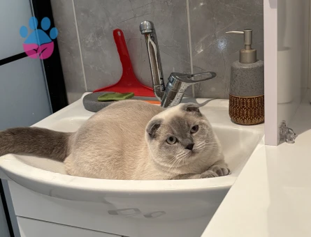 Dişi Scotish Fold arıyoruz