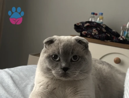 Dişi Scotish Fold arıyoruz