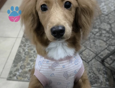 Erkek long hair dachshund