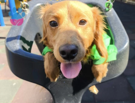 Erkek long hair dachshund