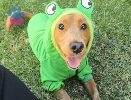 Erkek long hair dachshund