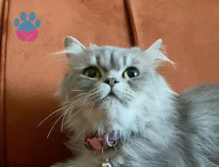 7 aylık dişi kedimiz icin es arıyoruz