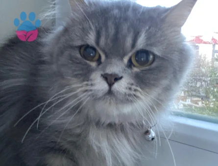 7 aylık dişi kedimiz icin es arıyoruz