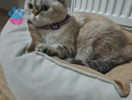 Squtish Fold Kedimize British Irkı Erkek Eş Arıyoruz