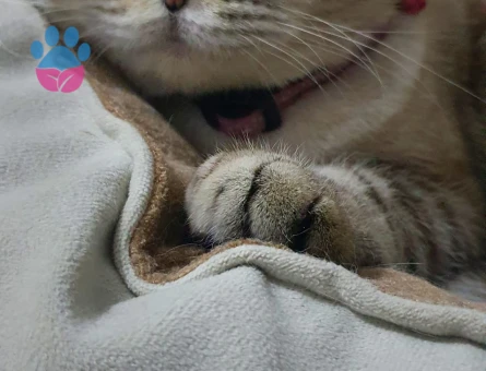 Squtish Fold Kedimize British Irkı Erkek Eş Arıyoruz