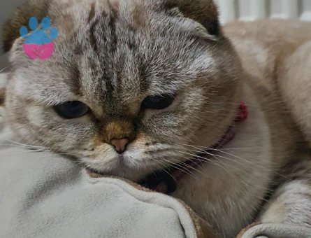 Squtish Fold Kedimize British Irkı Erkek Eş Arıyoruz