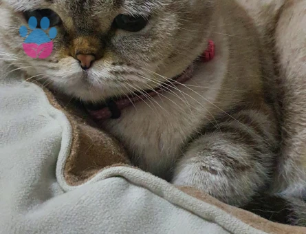 Squtish Fold Kedimize British Irkı Erkek Eş Arıyoruz