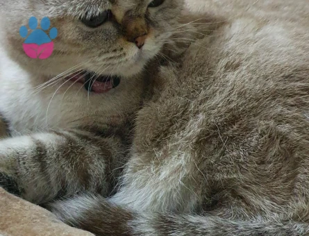 Squtish Fold Kedimize British Irkı Erkek Eş Arıyoruz