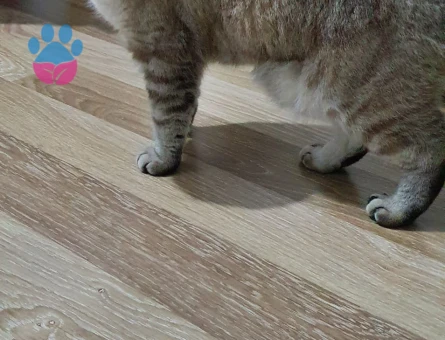 Squtish Fold Kedimize British Irkı Erkek Eş Arıyoruz