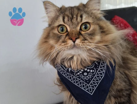 Britic longheir  gelin ariyoruz