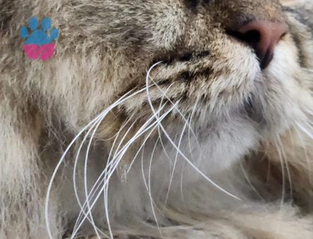 Britic longheir  gelin ariyoruz