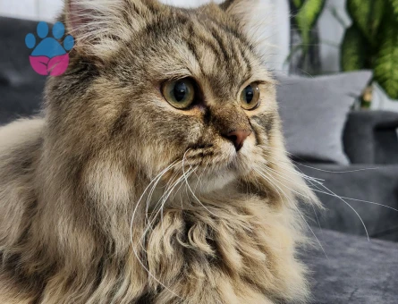 Britic longheir  gelin ariyoruz