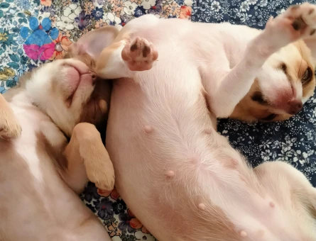 Chihuahua 1 Yaşında Köpeğim Eş Arıyor