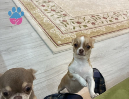 Chihuahua 1 Yaşında Köpeğim Eş Arıyor