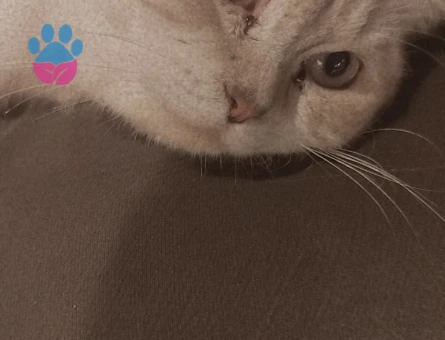 Scottish cinsi kızıma erkek British  kedi arıyoruz