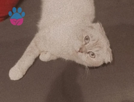 Scottish cinsi kızıma erkek British  kedi arıyoruz