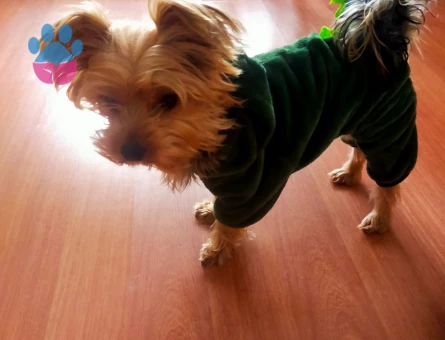 Yorkshire Terrier Köpeğime Eş Arıyorum
