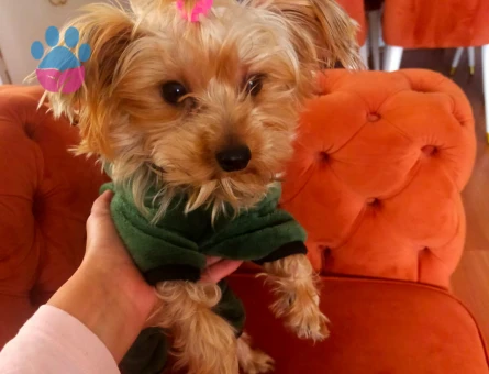 Yorkshire Terrier Köpeğime Eş Arıyorum