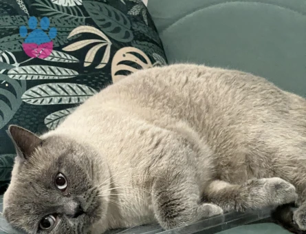 Kedimize arkadaş arıyoruz