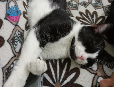 British Shorthair 6 Aylık Kedim Eş Arıyor