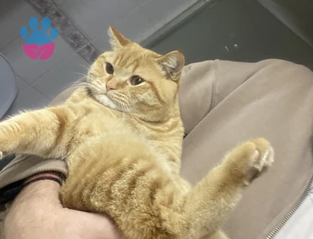 Dişi kedi arıyoruz