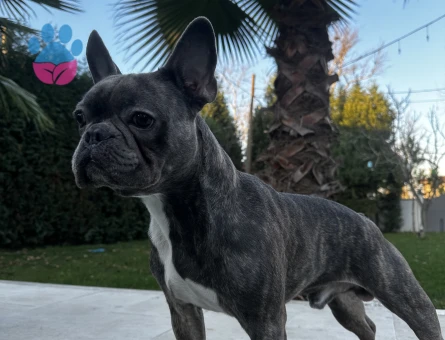 French Bulldog 3 Yaşında Köpeğim Eş Arıyor