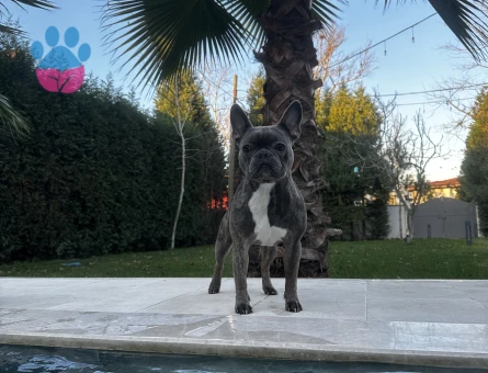 French Bulldog 3 Yaşında Köpeğim Eş Arıyor