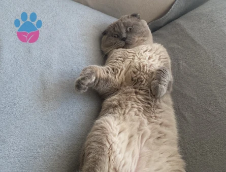 Scottish Fold Kedim Eş Arıyor