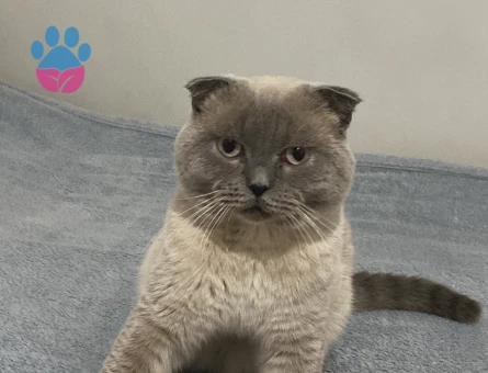 Scottish Fold Kedim Eş Arıyor