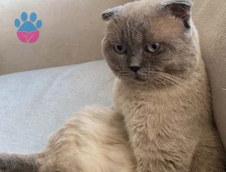 Scottish Fold Kedim Eş Arıyor
