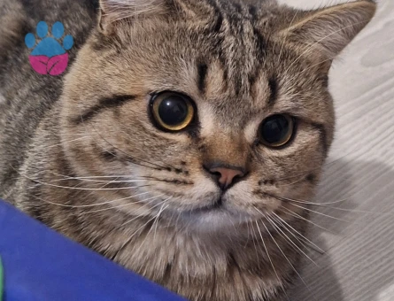 British Shorthair 1 Yaşında Kedim Eş Arıyor