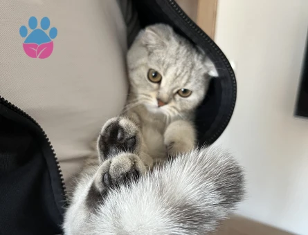 Erkek kedi arıyoruz ACİL!